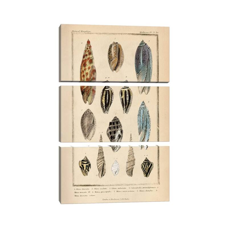 iCanvas "Mollusks I" by Piddix 3Piece Canvas Wall Art Set Bed Bath